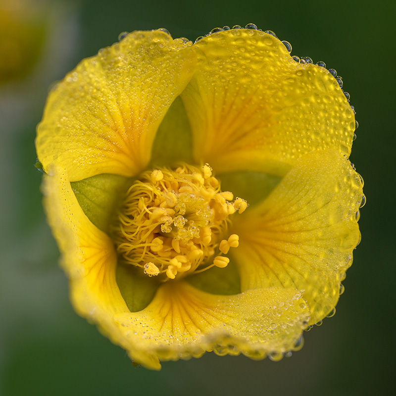 Spreading Aven Wildflower.