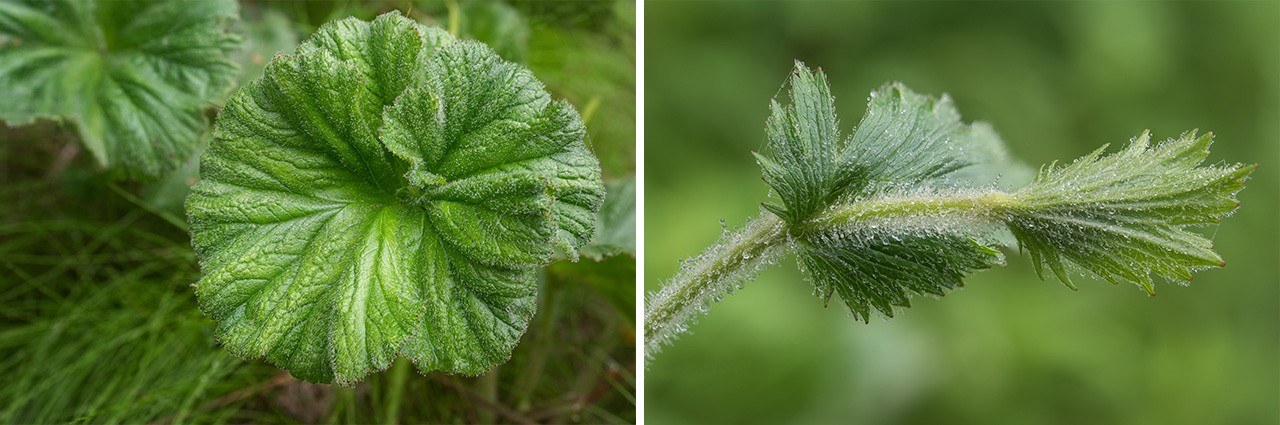 Spreading Aven Leaf and Bud.
