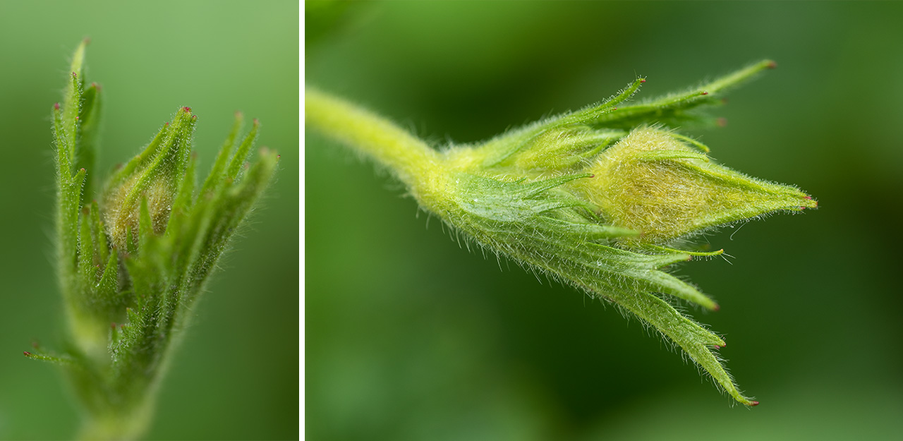 Hairy Bud Spreading Aven