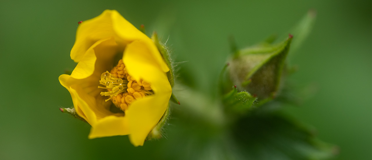 Spreading Aven Wildflower