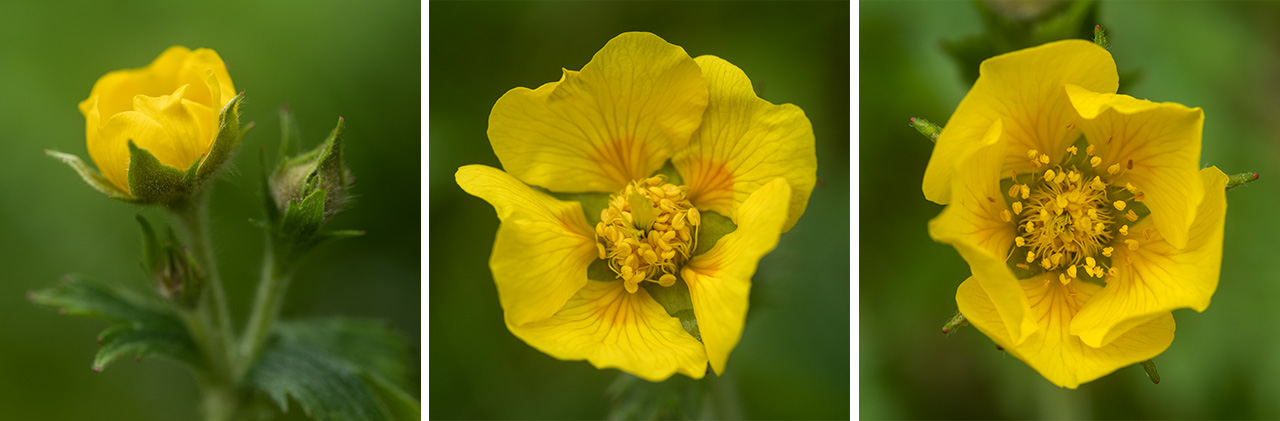 Spreading Aven Wildflowers