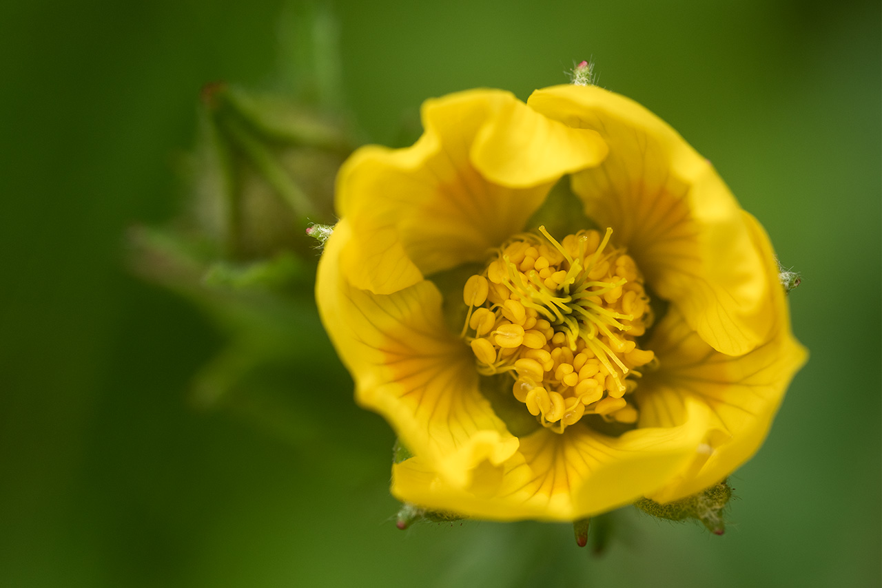 Spreading Aven Wildflower