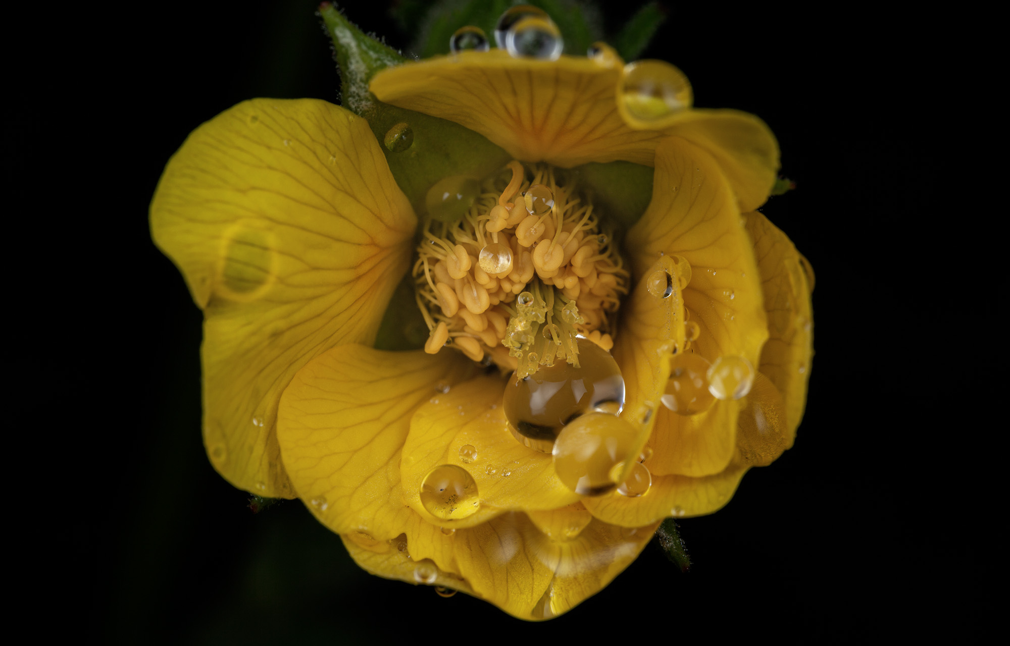 Spreading Aven Wildflower