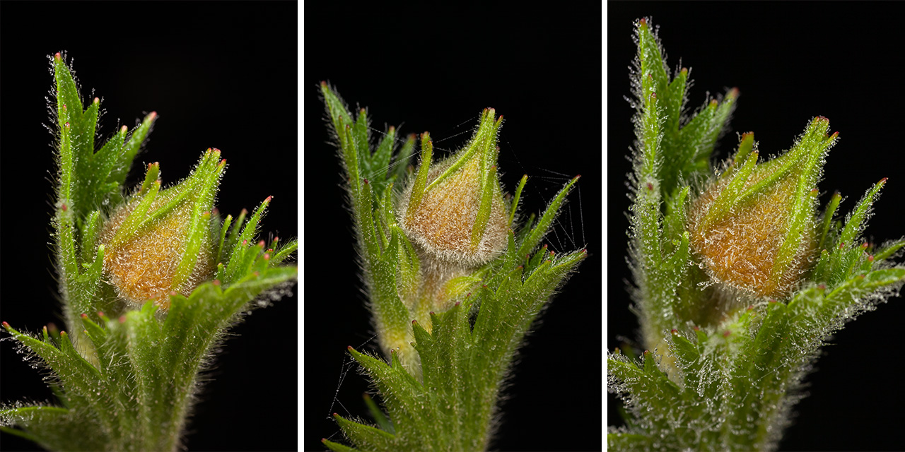 Spreading Aven Wildflower Buds