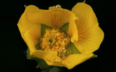 Story Spreading Avens