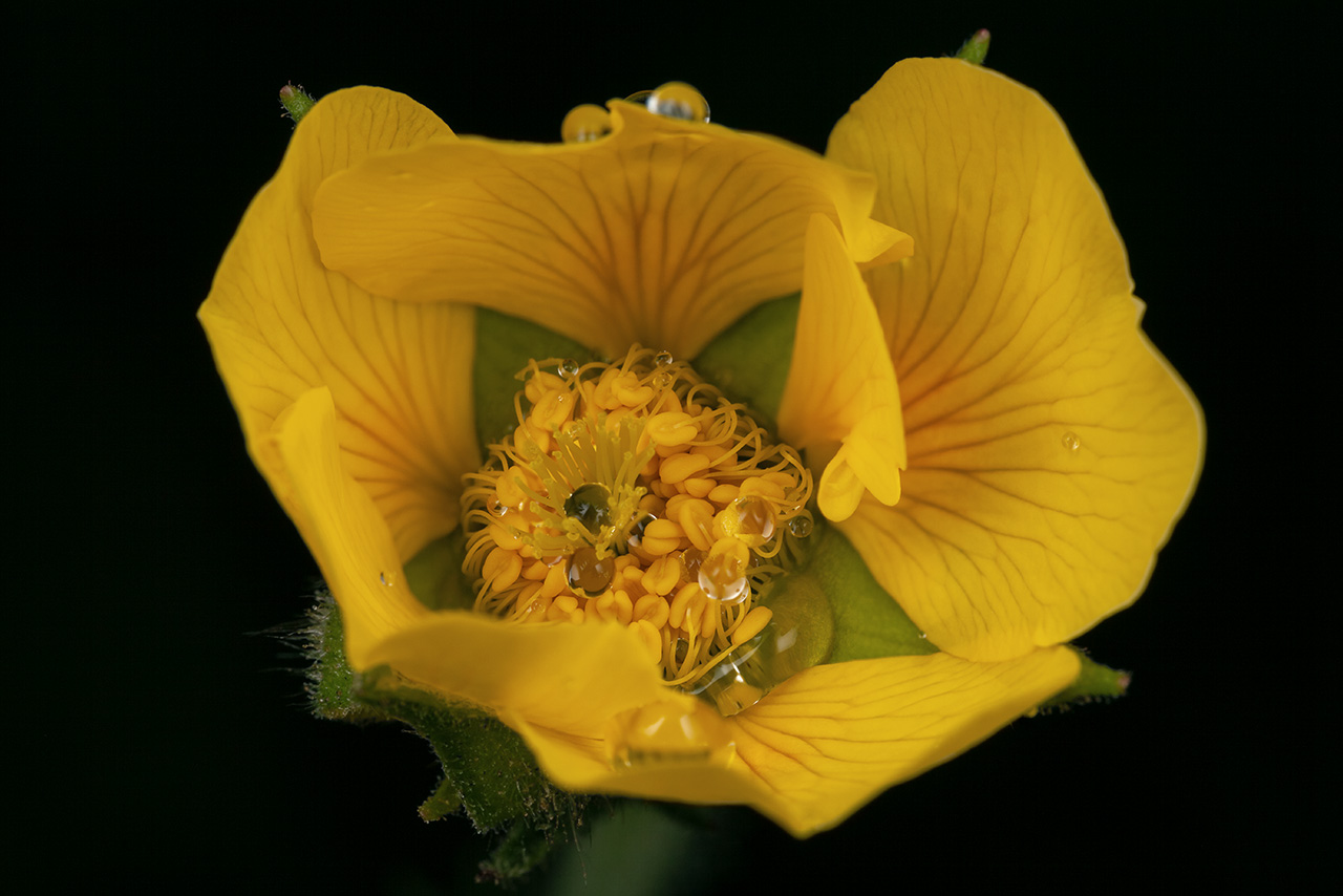 Spreading Aven Wildflower