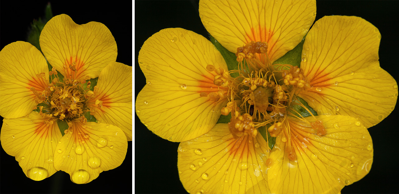 Flowering Spreading Aven