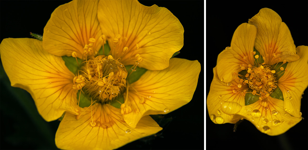 Spreading Aven Wildflowers