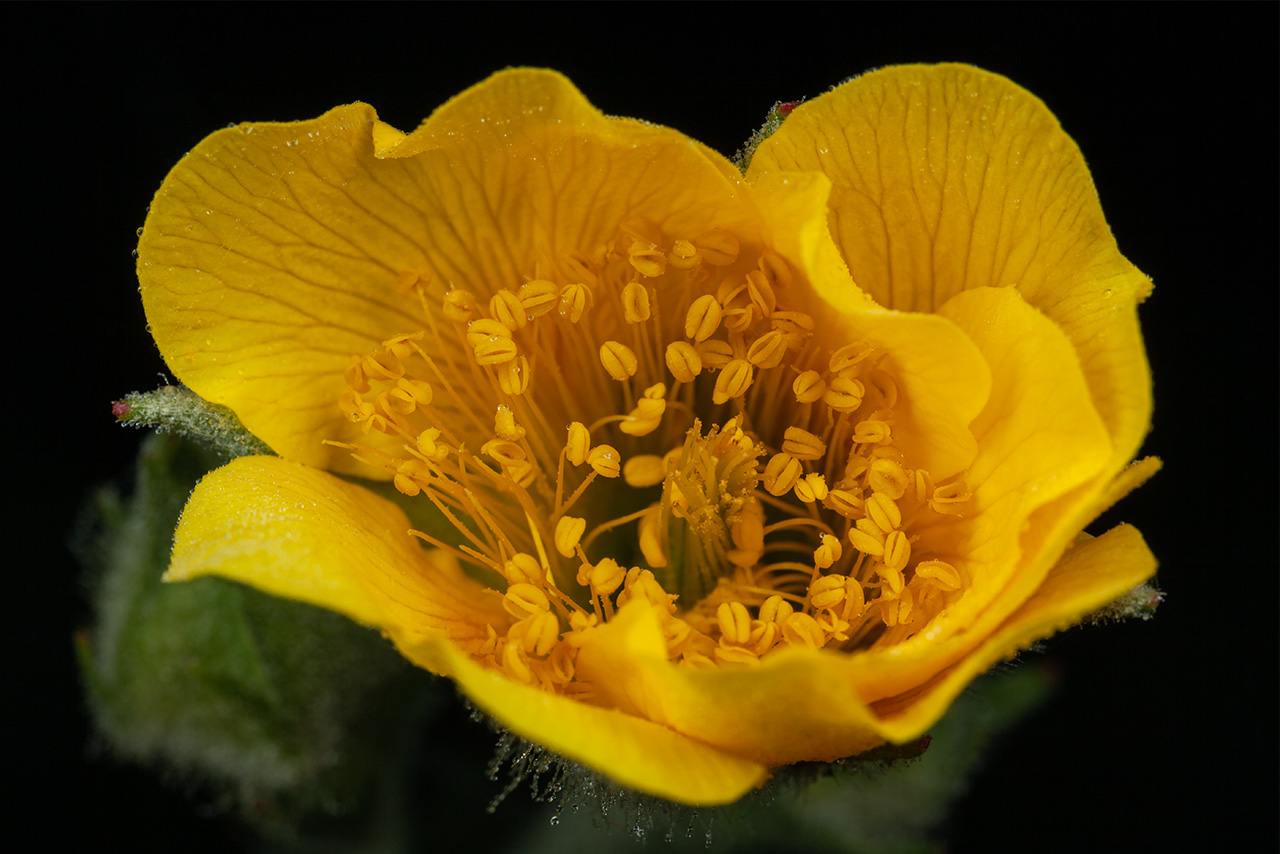 Spreading Aven Wildflower