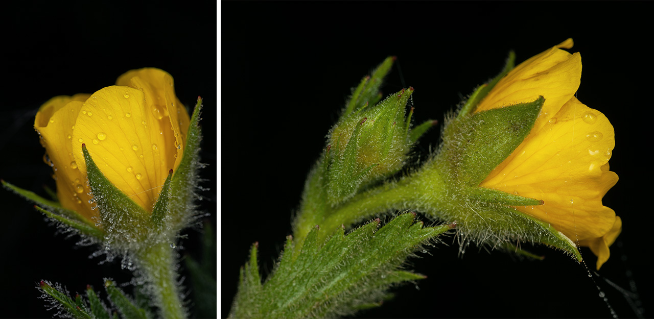 Flowering Spreading Aven Plants