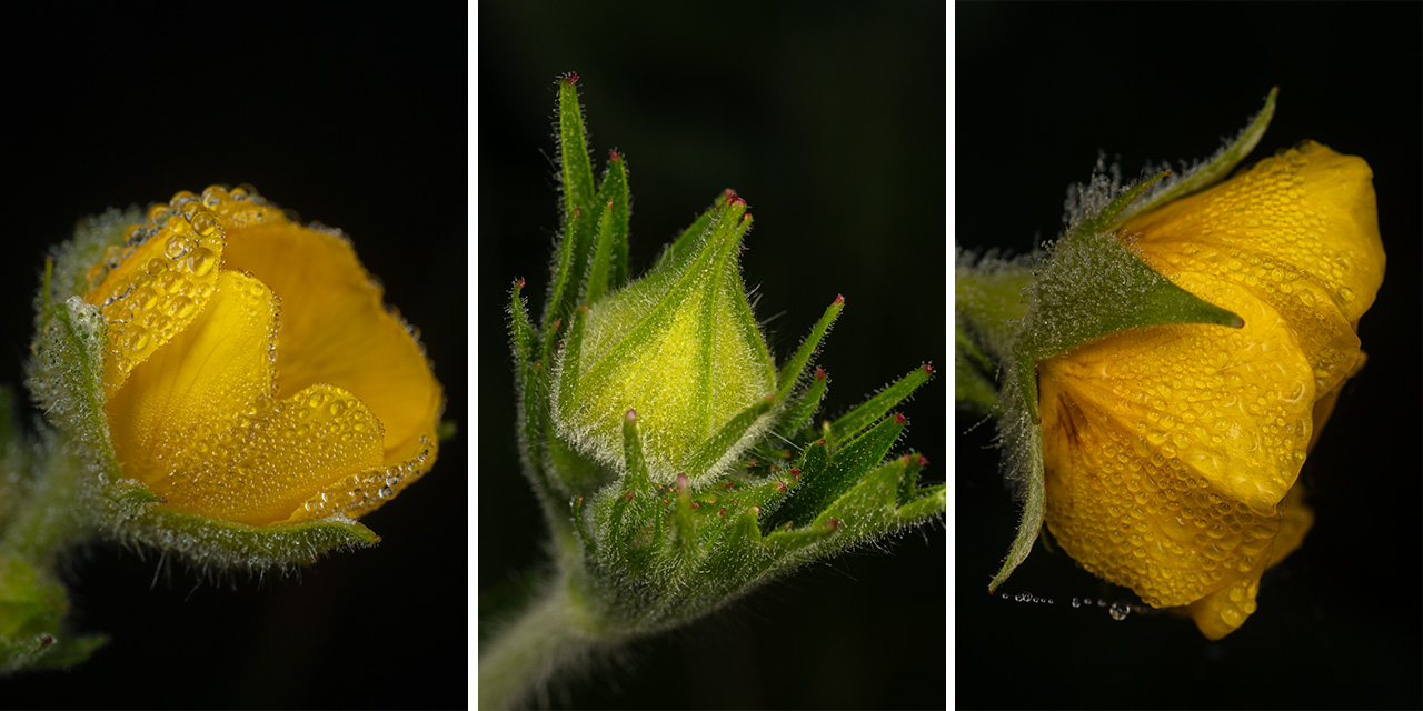 Spreading Aven Wildflower