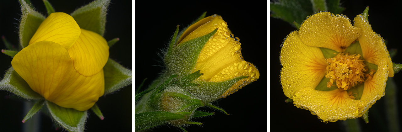 Spreading Aven Wildflowers