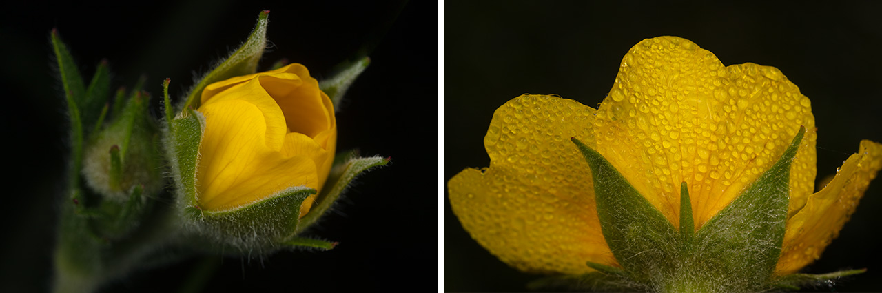Spreading Aven Wildflowers