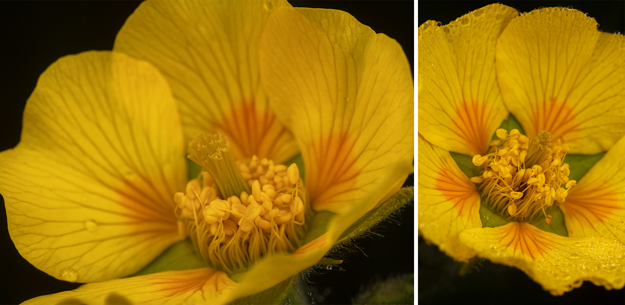 Flowering Spreading Aven Wildflowers