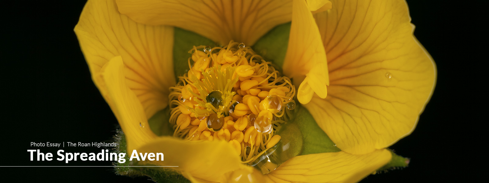 Mark VanDyke Spreading Aven Wildflowers Photo Story Spreading Aven Wildflowers