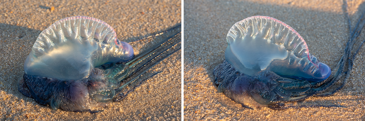 Divergent Sand Patterns