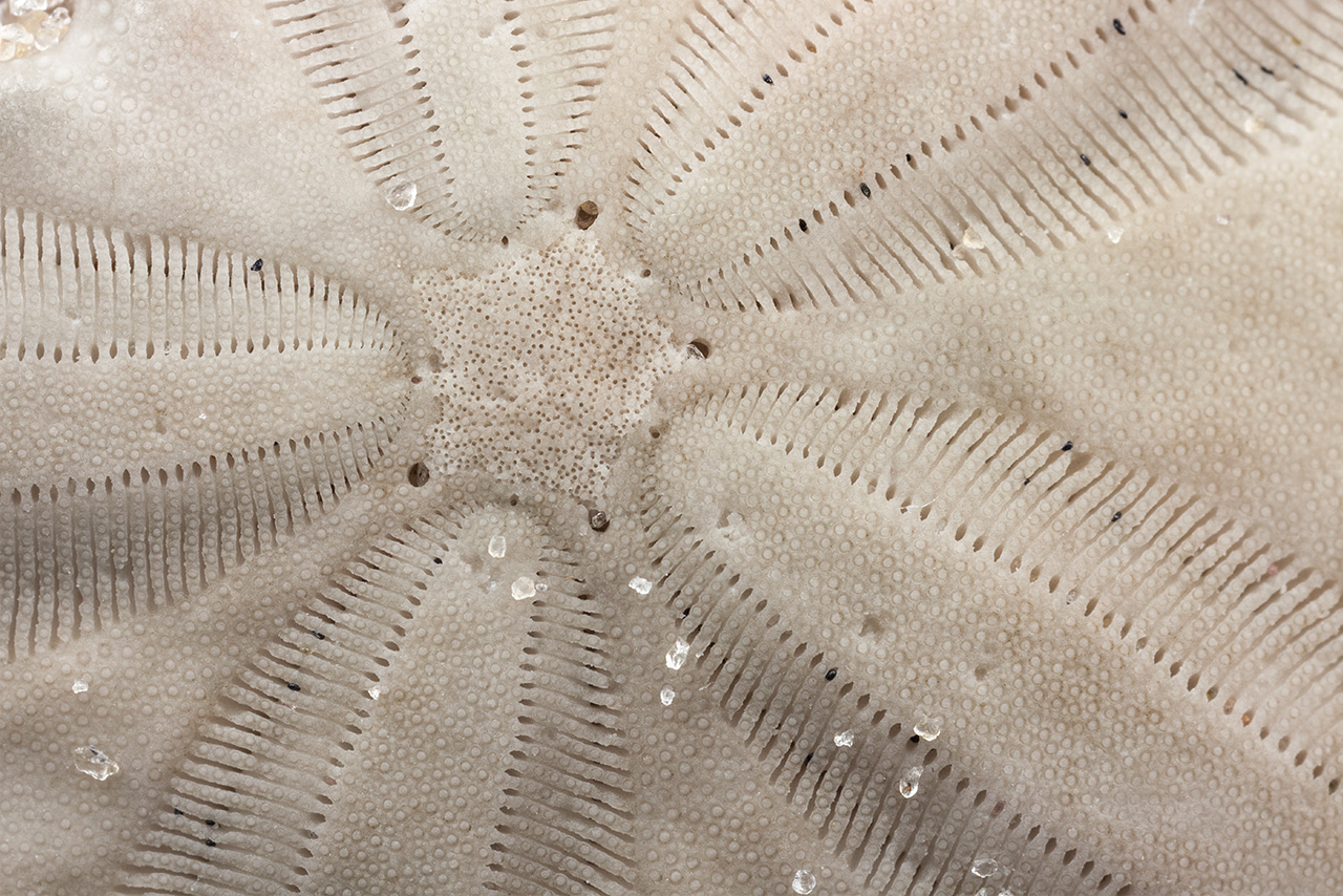 Divergent Sand Patterns