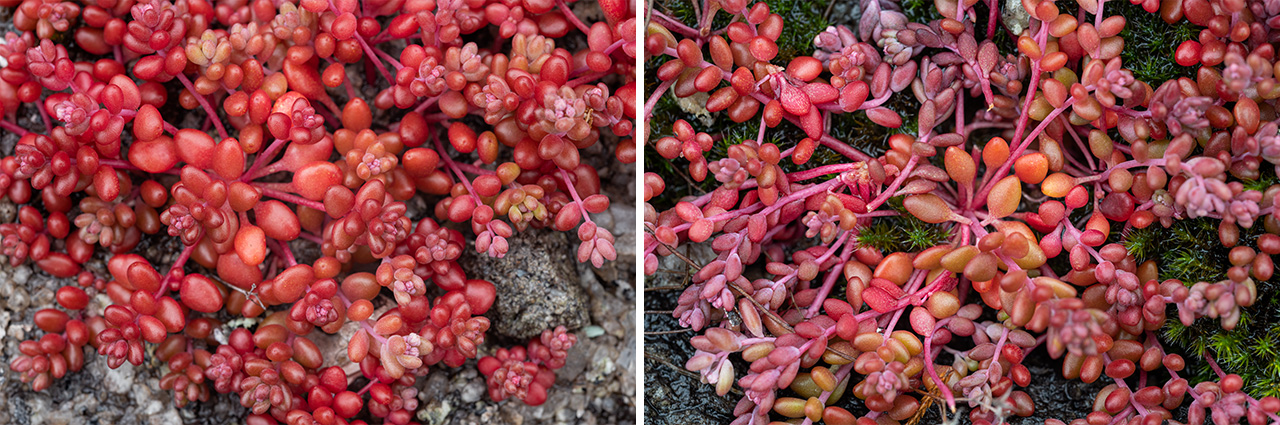 Mountain Angelica and Sweat Bees