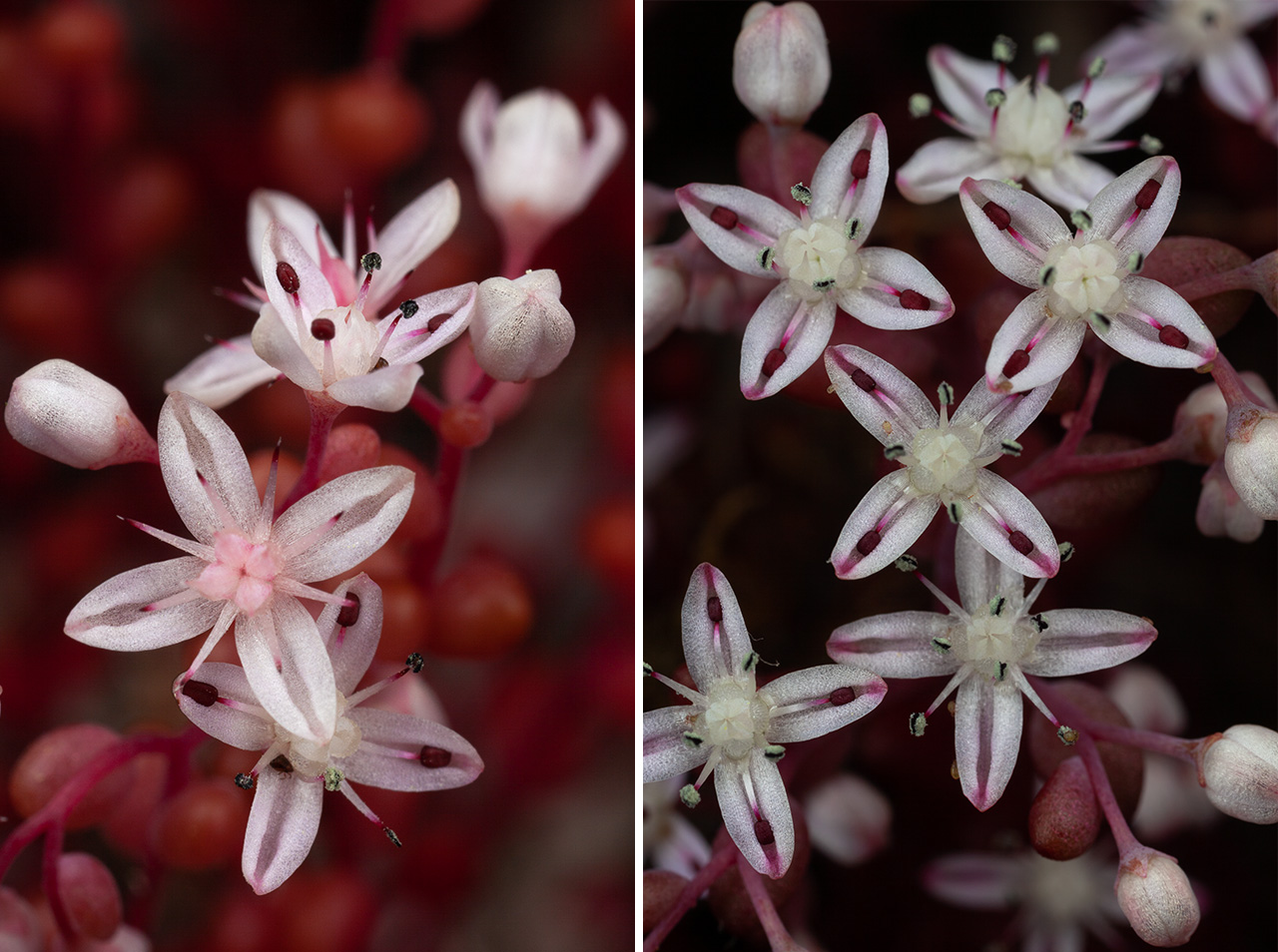Mountain Angelica and Sweat Bees