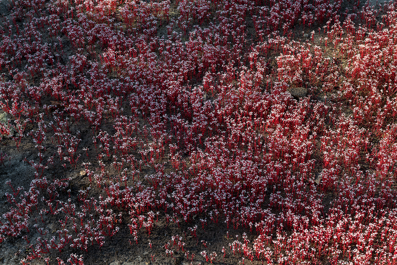 Mountain Angelica and Sweat Bees