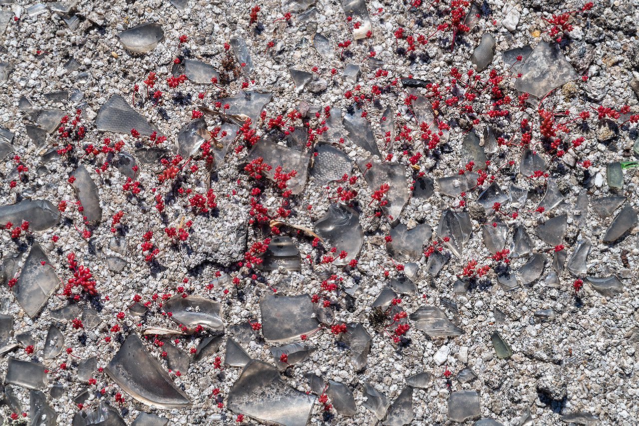 Mountain Angelica and Sweat Bees