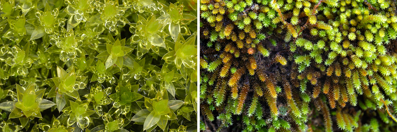 Mountain Angelica and Sweat Bees