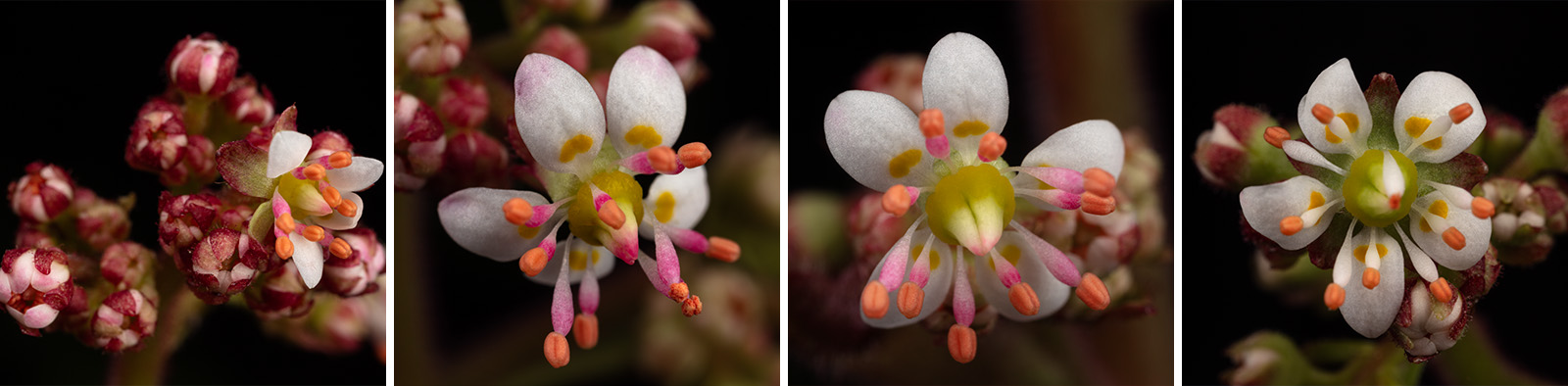 Brook Lettuce Saxifrage