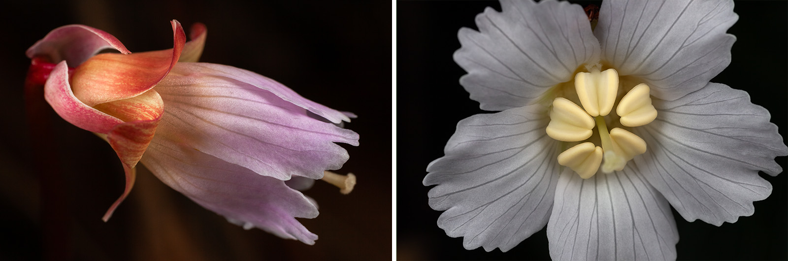 Mountain Angelica and Sweat Bees