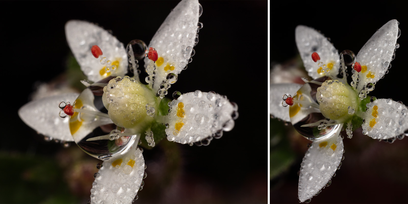 Mountain Angelica and Sweat Bees
