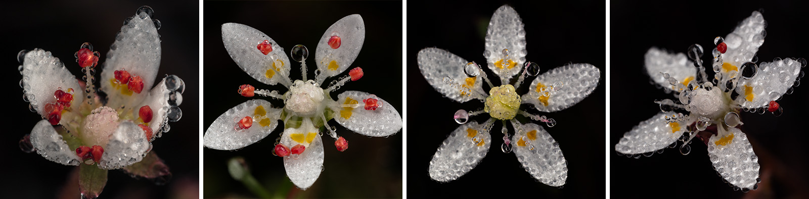 Mountain Angelica and Sweat Bees