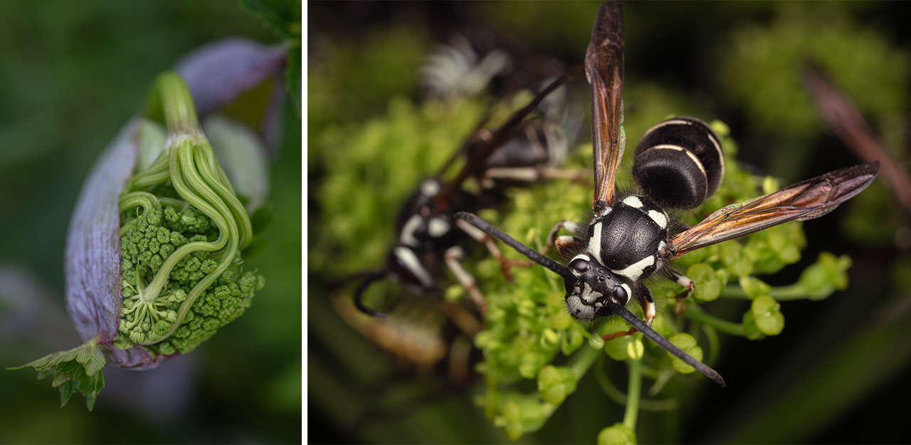 Mountain Angelica and Sweat Bees