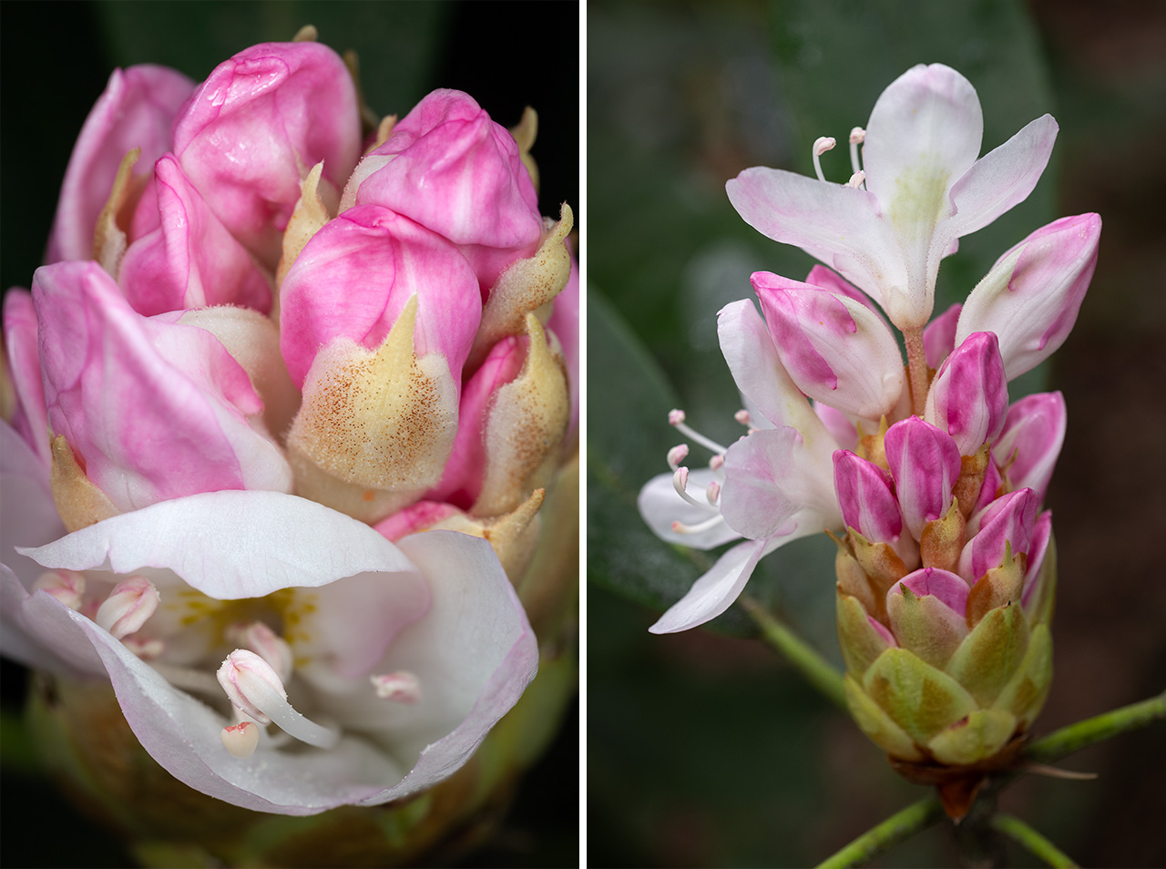 Rosebay Rhododendron Flowering